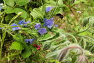 Hummel fliegt zu blauer Blüte