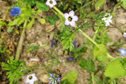 Biene auf blauer Blüte